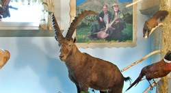 Rogovje srnjadi in rogli gamsov